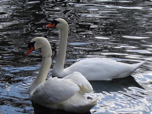 Happy Couple